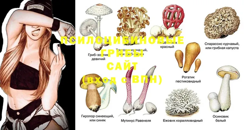 наркотики  Высоцк  Галлюциногенные грибы Psilocybine cubensis 